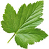 Currant leaf